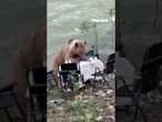 A hungry bear pulled up to a picnic table like it owned the place
