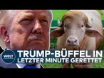 TRUMP-BÜFFEL GERETTET: Albino-Büffel „Donald Trump“ entgeht in letzter Minute dem Schlachter
