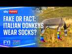 FYI: Fake or Fact - Italian donkey wear socks?