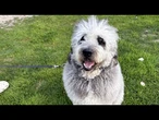 Family grieves dog shot by LAPD officer during Knicks celebration