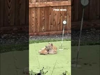PAW-SOME PLAYTIME: Bobcat, kittens spotted in a backyard in Canada #shorts #foxnews #animals #canada