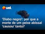 'Diabo negro': por que a morte de peixe abissal causou tanto; entenda o significado da aparição rara