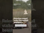 Relentless seagull stalks Connecticut beachgoers