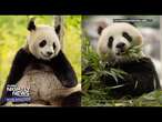 Panda diplomacy: Meet the two giant pandas making their debut in D.C. | Nightly News: Kids Edition