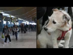 Justiça europeia estima que cachorros têm mesmo valor que bagagem comum em voos | AFP