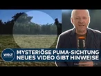 GEISELTALSEE: Mysteriöse Puma-Sichtung! Neue Videos deuten auf Hauskatze statt Raubtier hin