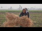 Égypte, les petites mains du secteur agricole • FRANCE 24