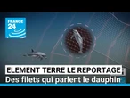 Parler aux dauphins pour les sauver • FRANCE 24