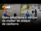 Gato enfrenta cachorro e salva dona e amigas de ataque em Nilópolis; veja vídeo