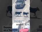 Dozens of cattle run loose on Texas highway