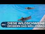 KARLSRUHE: Freibad-Mitarbeiter überrascht! Hitzewelle treibt Wildschweine ins Wellenbad