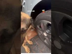 Ajudante do dia! Cachorro tenta ajudar tutor a calibrar pneu antes de viagem