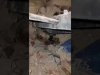Cud pod gruzami! Ratownicy wyciągnęli żywego psa po trzęsieniu ziemi w Wenezueli