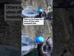 Otters at the Oregon Zoo show off their water basketball skills