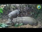 Indonesia, cucciolo di rinoceronte di Giava avvistato nel parco nazionale Ujung Kulon