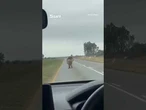 Shock moment giant lion escapes moving truck & climbs on ROOF before making a break for it #viral