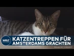 TIERSCHUTZ IN AMSTERDAM: Katzentreppen an Grachten sollen Haustiere vor dem Ertrinken retten!