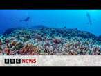 World’s largest coral found in Pacific Ocean | BBC News