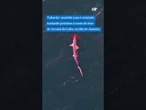 Tubarão-martelo é avistado nadando próximo à costa do mar de Arraial do Cabo, no RJ #shorts #news