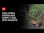 Onça-parda atropelada por Hilux em SP morre 3 dias após acidente | AGORA CNN