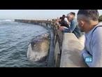 LIVORNO, BALENOTTERA senza vita tra le onde: passanti increduli alla Terrazza Mascagni