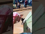 Cachorro ‘viciado’ em posto de saúde viraliza por sempre fugir para o mesmo lugar: ‘Volta, Cleiton!’