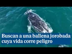 Buscan a una ballena jorobada que lleva días enredada con una cuerda y una boya