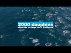 Plus de 2000 dauphins observés au large de la Californie • FRANCE 24