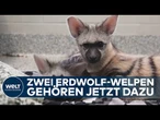 ZOO IN NASHVILLE: Zwei seltene Erdwolfwelpen aus Mississippi gerettet und im Zoo aufgenommen!