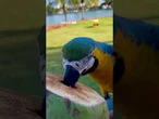 A arara-canindé chamou a atenção ao ser gravada aproveitando uma água de coco