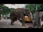 Un éléphant blessé visite régulièrement un village indien pour chercher de la nourriture et de l'eau