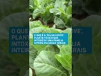 O que é a #falsacouve, planta #tóxica que intoxicou uma família inteira em #MinasGerais