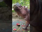 Fritz the hippo celebrated his 3rd birthday with a watermelon cake at the Cincinnati Zoo