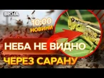 Це НАШЕСТЯ шириться ВСІЄЮ УКРАЇНОЮ! Карантин ЧЕРЕЗ АНОМАЛЬНУ кількість САРАНИ! ВИПУСК НОВИН!