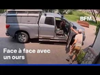 États-Unis: un homme se retrouve face à un ours dans sa voiture