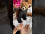 Hotel in China under fire for using red pandas for wake-up calls