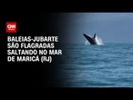 Espetáculo no mar: Baleias-jubarte são vistas no Rio de Janeiro | LIVE CNN