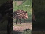 FIRST LOOK: A baby Baird's Tapir makes adorable zoo debut! #zoo #shorts #animals #debut #houston