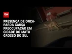 Onça-parda é vista em ruas de Mato Grosso do Sul | CNN 360º