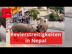 Spektakuläre Szenen: Nashorn-Kampf auf offener Straße