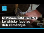 La disparition des tourbières menace le whisky écossais • FRANCE 24