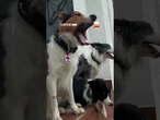 Cães de resgate atuam na busca por sobreviventes na Venezuela