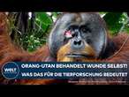 SUMATRA: Das haben Forscher noch nie gesehen! Verhalten von Orang-Utan wirft neue Fragen auf