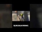 Nielegalny napływ imigrantów do Polski ograniczony przez Ruch Obrony Granic