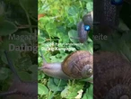 In Neuseeland läuft eine Dating-Kampagne für „Ned“. #schnecke #dating #tagesschau #nachrichten