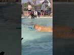 Dogs enjoy pool day before seasonal shutdown