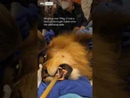 Aussie lion's 'un-fur-gettable' trip to the dentist