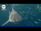 Inside the science and circumstances behind shark attacks in Florida