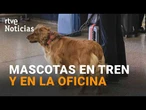 Los perros de más de 40 kilos ya pueden viajar en Renfe con sus dueños | RTVE Noticias