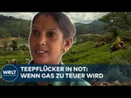 IRAN-KRIEG: Wie Teepflücker in Sri Lanka den Nahostkonflikt im eigenen Kochtopf spüren